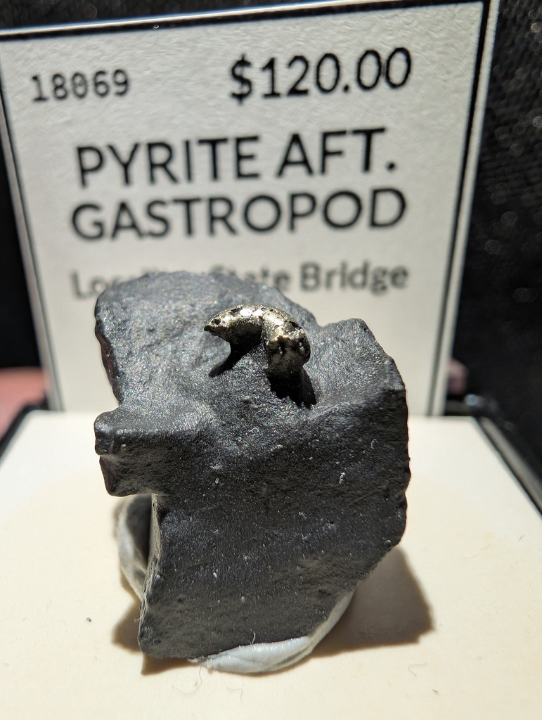 Pyrite aft. Gastropod